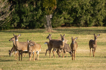 Curious Group of White-Tailed Deer Looking at Camera