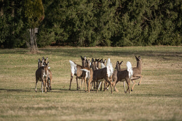 Herd of White-tailed Deer on the Run in Park 