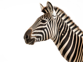Closeup of zebra head isolated on white background