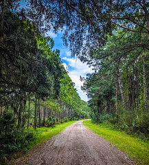 Path in the forest