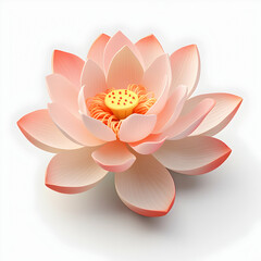 lotus flower in studio background, single lotus flower, Beautiful flower images