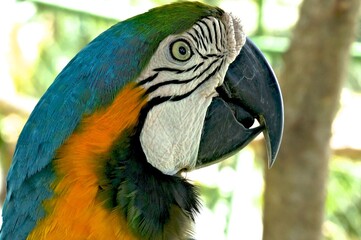 Close-up picture of a Macaw in Panama