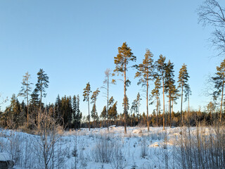 Obraz premium Trees on snow covered field against clear sky
