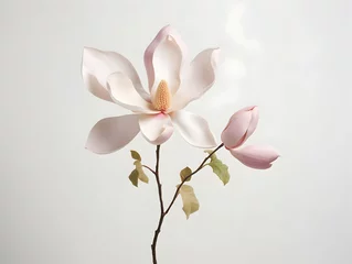 Foto op Canvas Magnolia flower in studio background, single magnolia flower, Beautiful flower images © Akilmazumder