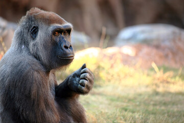 Close-up of a beautiful Silverback Gorilla sitting in the grass. © Neoichi