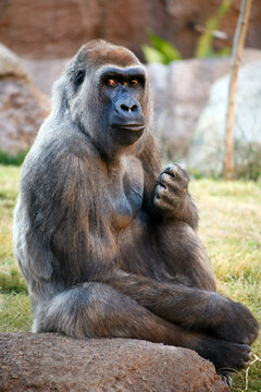 Silverback Gorilla sitting on a rock and looking at the camera.
