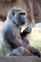 Fototapeta na wymiar Portrait of a beautiful Silverback Gorilla sitting on a rock.