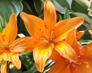 Obraz premium orange tiger lily