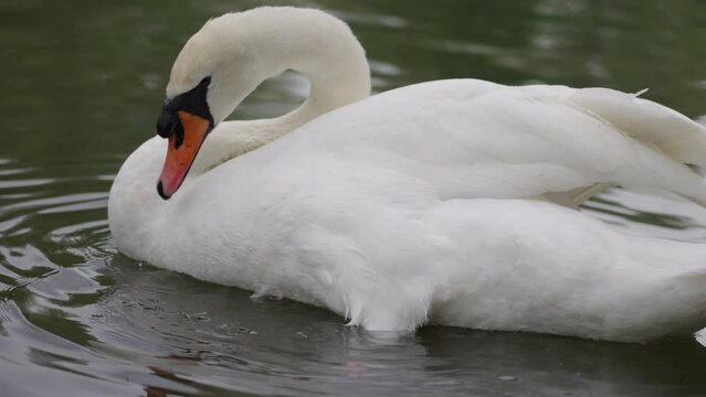 Close up of beautiful white swan grooming itself while floating on the lake at St James's Park in Westminster, London in the spring