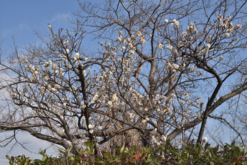長岡天満宮の梅