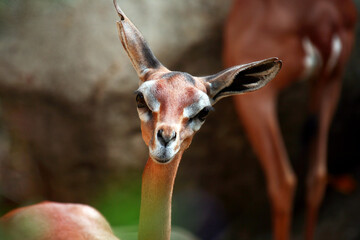 Beautiful Southern Gerenuk (giraffe gazelle, long-necked antelope) with big beautiful eyes