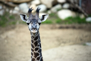 Cute baby giraffe looking at the camera.