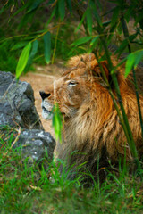 Vertical close up of a beautiful male lion with a thick mane.