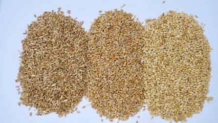 Left to right wheat brazil, wheat Romania and wheat Australia. the raw material starch source and Phytate  for animal feed