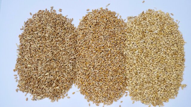Left to right wheat brazil, wheat Romania and wheat Australia. the raw material starch source and Phytate  for animal feed