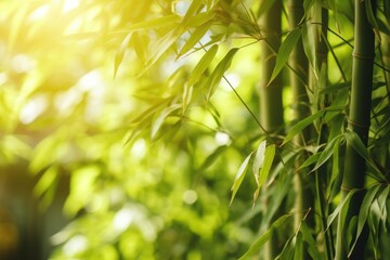 Fototapeta na wymiar Sunlit bamboo canopy in a peaceful forest, bamboo in sunlight, green bamboo background