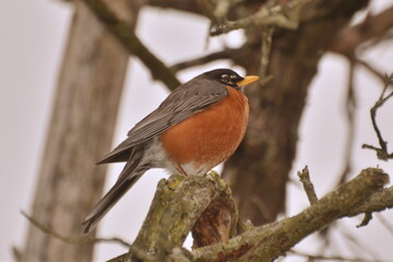 robin perched on a branch