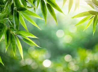 Frame of fresh green bamboo leaves isolated on blurred abstract sunny background banner, nature scene with asian spirit and copy space