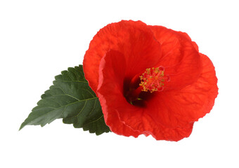 Beautiful red hibiscus flower and green leaf isolated on white