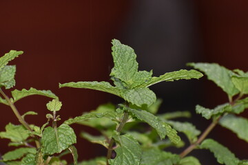 Spearmint leaves