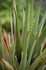 Leaves of an aloe vera plant in Trinidad, West Indies.