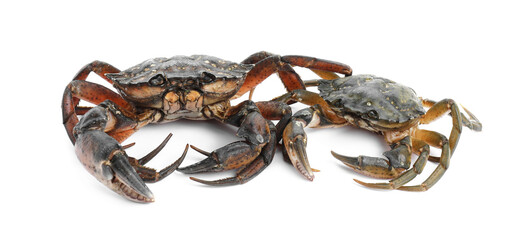 Two fresh raw crabs isolated on white