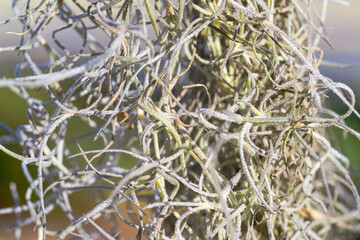 Macro photography unveils the delicate fiber of Spanish moss, each strand a whisper in the Southern breeze. Selective focus.