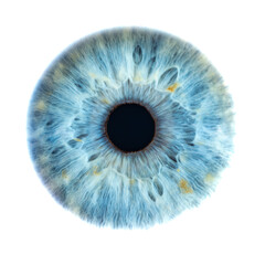 Macro photo of human eye on white background. Close-up of male blue colored eye. Structural...