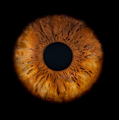 Macro photo of human eye on black background. Close-up of female brown colored eye. Structural...