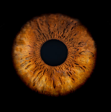 Macro photo of human eye on black background. Close-up of female brown colored eye. Structural Anatomy. Iris Detail. Filamentes and Pigments.