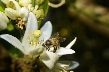 bee on a flower