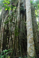 Ficus benjamina in Borneo Forest