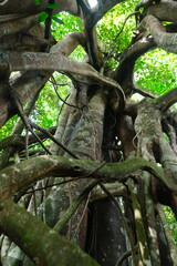Ficus benjamina in Borneo Forest