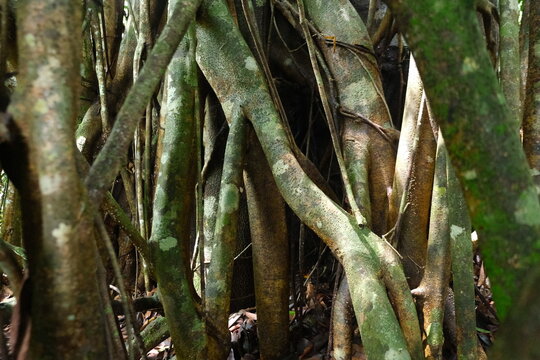 Ficus benjamina in Borneo Forest