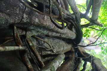 Ficus benjamina in Borneo Forest