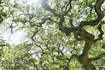 Fototapeta premium シデ 大朝のテングシデ群落 新緑 国指定天然記念物 広島県 天狗シデ 