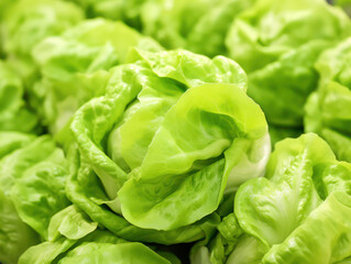 Butterhead lettuce plants, hydroponic vegetable leaves, fresh green in color
