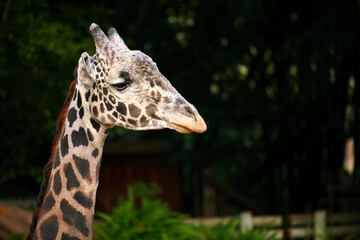 Portrait of a beautiful giraffe.