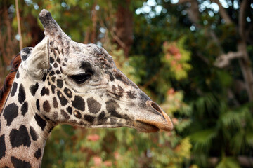 Close-up portrait of a beautiful giraffe.