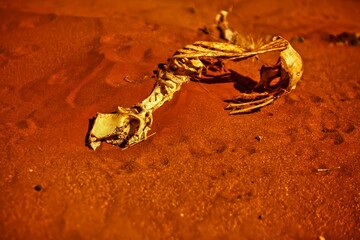 Broken Hill, Australia- October 16 2009 : The skeleton of a kangaroo is laying next to road after...