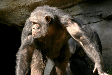 An old chimpanzee monkey coming out of a cave.