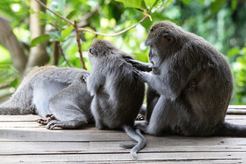 Three Balinese long tailed monkeys (Macaque) in Ubud, Bali, Indonesia (Macaca Fascicularis). In...