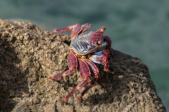 Red Sally Lightfoot Crab (Grapsus grapsus) on rock at the beach in Aruba. 

