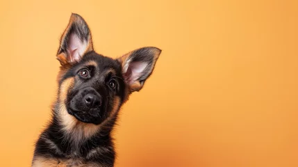 Foto op Canvas Adorable german shepherd puppy with curious questioning face isolated on light blue background with copy space. © Tepsarit