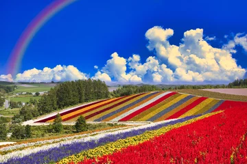 Fotobehang 美瑛の美しいお花畑にかかる虹 © san724