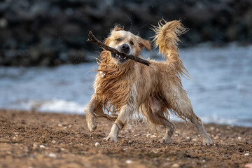 Dog playing with a stick at the beach with the water in the background. Dog is  a Golden Retriever