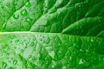 Macro leaves and water drops,Beautiful green leaf texture with drops of water,Close up photo of water drops on a green leaf 