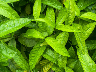 Nature green leaves backgound with  copy space for text or design tropical forest,