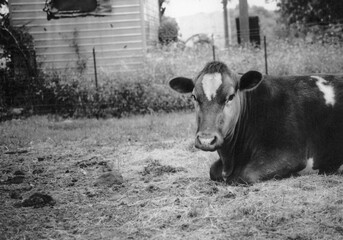 Black and white photo of a cow looking at the camera.