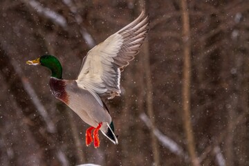 Mallard flying in winter snow